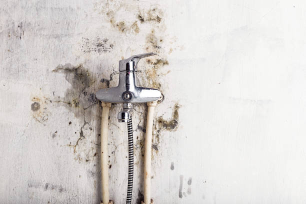 Trusted Port Barre, LA Mold Removal Experts