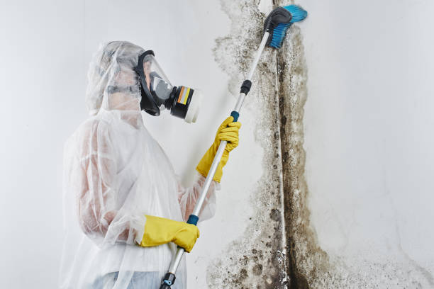 Best Attic Mold Removal  in Port Barre, LA