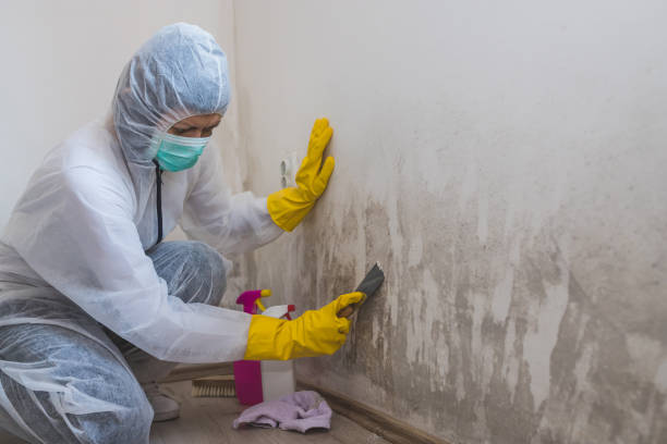 Mold Testing and Removal in Port Barre, LA
