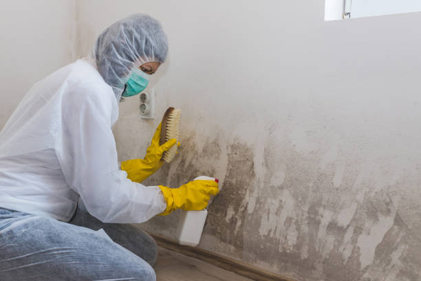 Best Mold Damage Repair  in Port Barre, LA