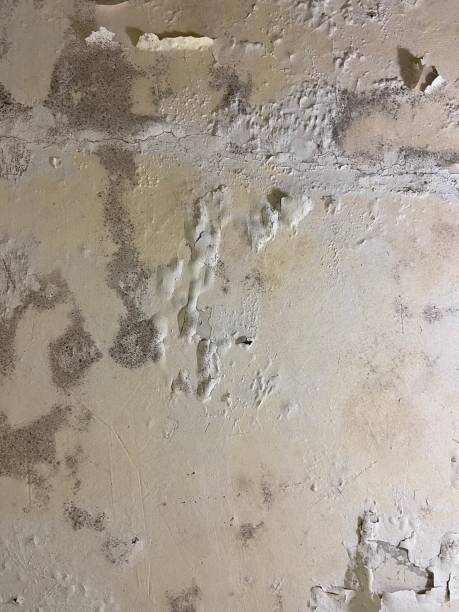 Best Mold Testing  in Port Barre, LA