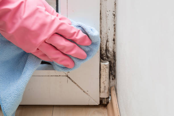 Mold Removal Process in Port Barre, LA