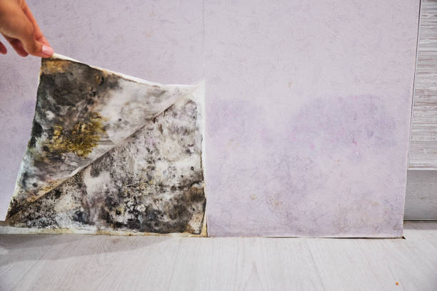 Best Best Mold Removal Companies  in Port Barre, LA
